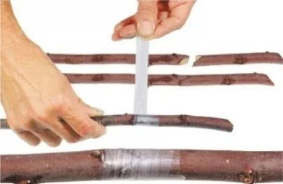 2 X Cleste Profesional de Altoit cu 3 Cutite U V Omega + Furtun Extensibil 30 M + 3 x Banda Pentru Altoit Biodegradabila